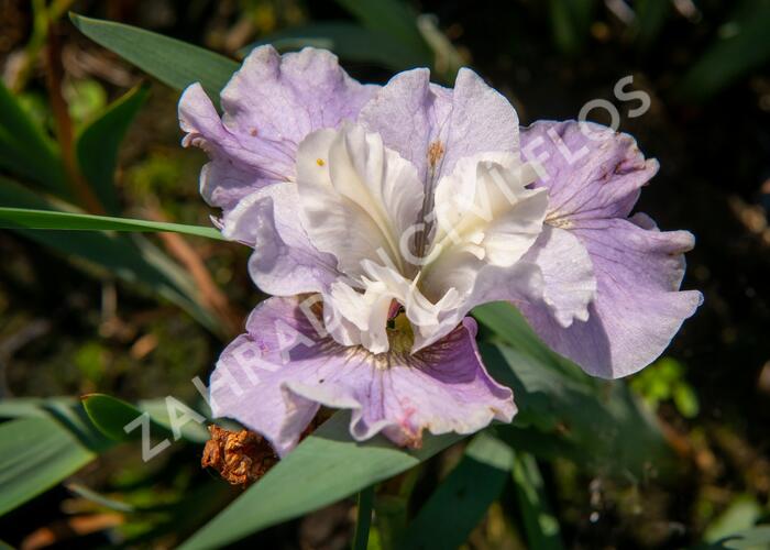 Kosatec sibiřský 'Dawn Waltz' - Iris sibirica 'Dawn Waltz'