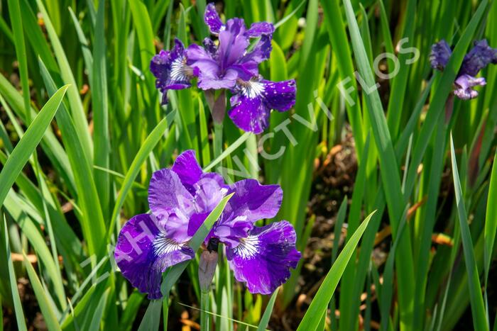 Kosatec sibiřský 'Shirley Pope' - Iris sibirica 'Shirley Pope'