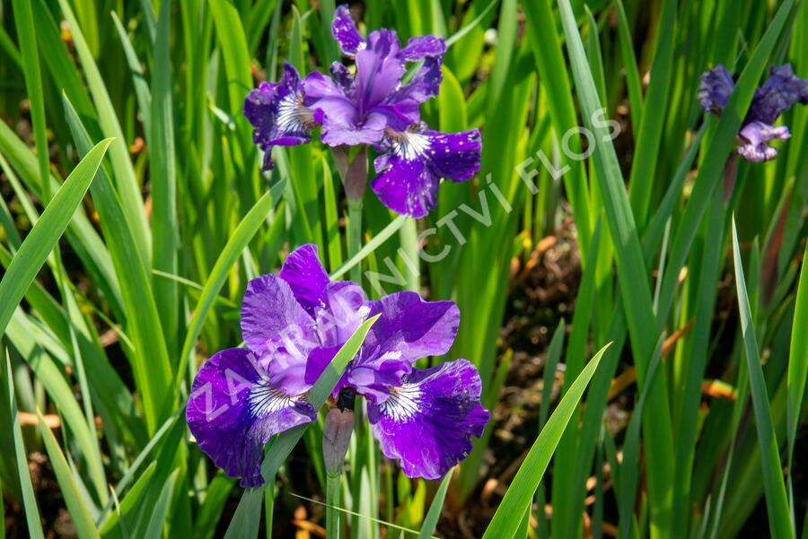 Kosatec sibiřský 'Shirley Pope' - Iris sibirica 'Shirley Pope'