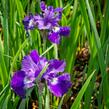 Kosatec sibiřský 'Shirley Pope' - Iris sibirica 'Shirley Pope'