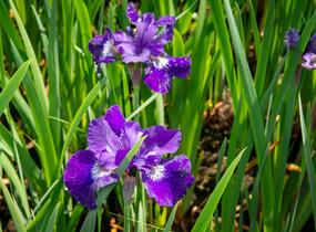 Kosatec sibiřský 'Shirley Pope' - Iris sibirica 'Shirley Pope'