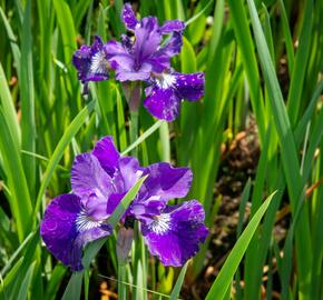 Kosatec sibiřský 'Shirley Pope' - Iris sibirica 'Shirley Pope'