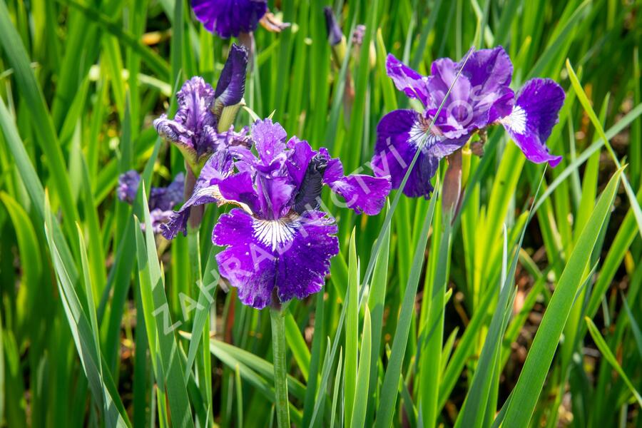 Kosatec sibiřský 'Shirley Pope' - Iris sibirica 'Shirley Pope'