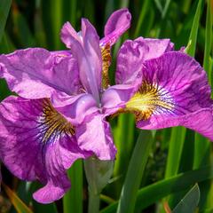 Kosatec sibiřský 'See Ya Later' - Iris sibirica 'See Ya Later'