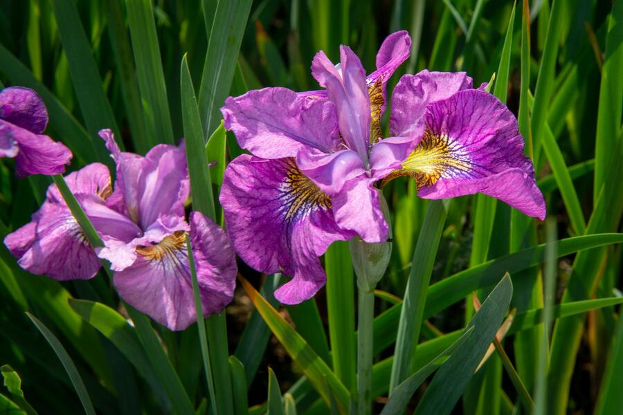 Kosatec sibiřský 'See Ya Later' - Iris sibirica 'See Ya Later'