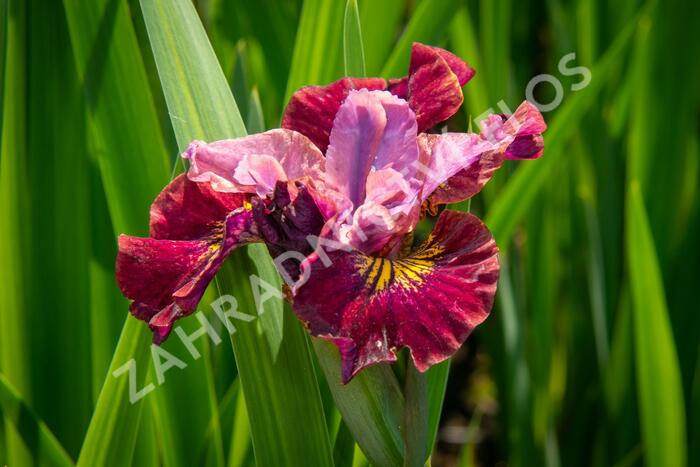 Kosatec sibiřský 'Miss Apple' - Iris sibirica 'Miss Apple'