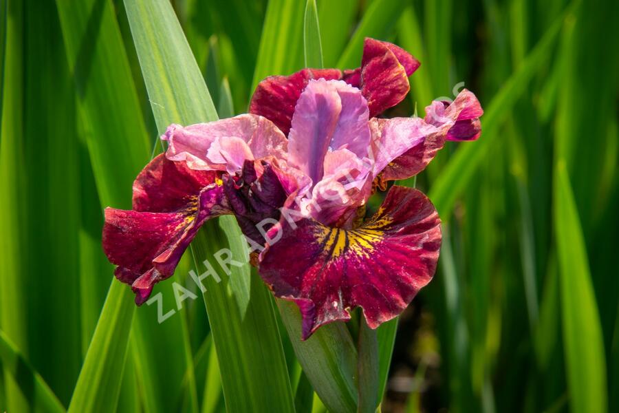 Kosatec sibiřský 'Miss Apple' - Iris sibirica 'Miss Apple'