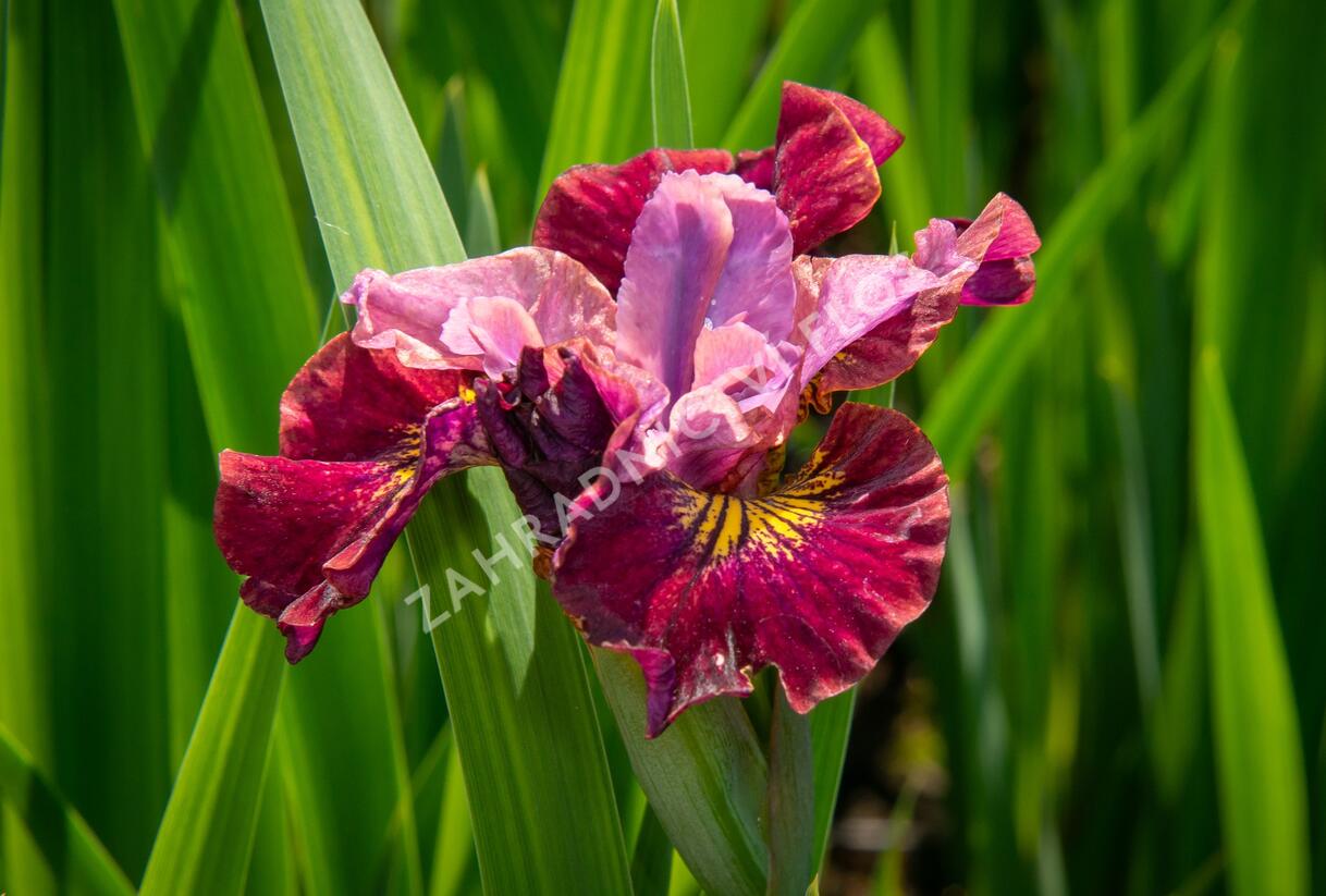 Kosatec sibiřský 'Miss Apple' - Iris sibirica 'Miss Apple'