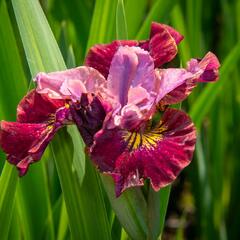 Kosatec sibiřský 'Miss Apple' - Iris sibirica 'Miss Apple'