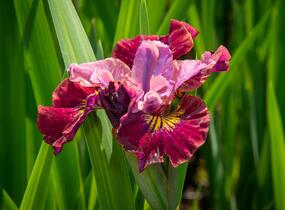 Kosatec sibiřský 'Miss Apple' - Iris sibirica 'Miss Apple'