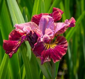 Kosatec sibiřský 'Miss Apple' - Iris sibirica 'Miss Apple'