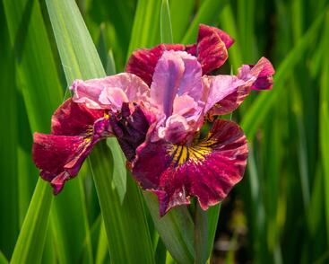 Kosatec sibiřský 'Miss Apple'
