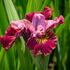 iris-sibirica-miss-apple.jpg