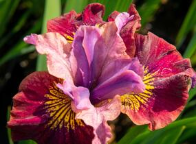 Kosatec sibiřský 'Miss Apple' - Iris sibirica 'Miss Apple'