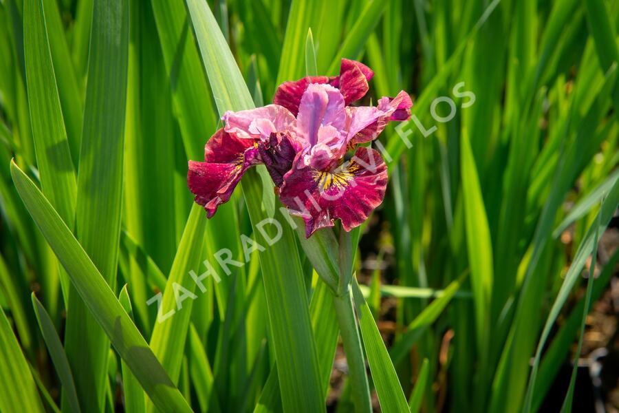 Kosatec sibiřský 'Miss Apple' - Iris sibirica 'Miss Apple'