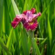 Kosatec sibiřský 'Miss Apple' - Iris sibirica 'Miss Apple'