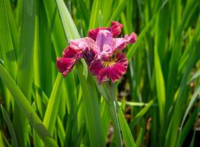 Kosatec sibiřský 'Miss Apple' - Iris sibirica 'Miss Apple'