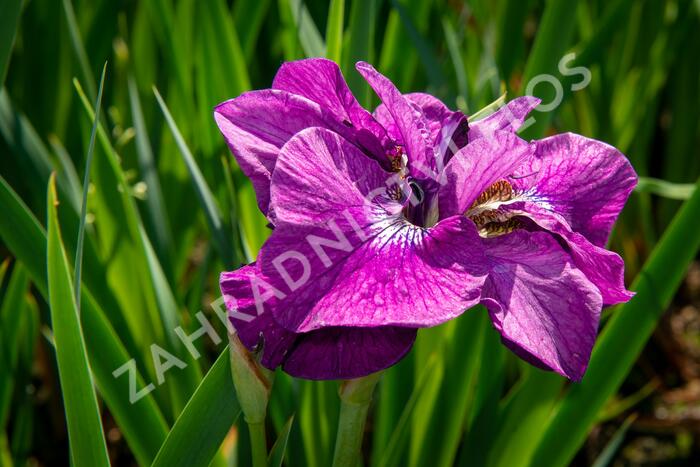Kosatec sibiřský 'Ruffled Plus' - Iris sibirica 'Ruffled Plus'