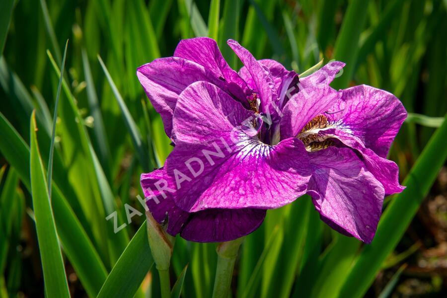 Kosatec sibiřský 'Ruffled Plus' - Iris sibirica 'Ruffled Plus'