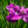 Kosatec sibiřský 'Ruffled Plus' - Iris sibirica 'Ruffled Plus'