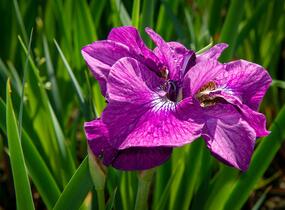 Kosatec sibiřský 'Ruffled Plus' - Iris sibirica 'Ruffled Plus'