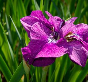 Kosatec sibiřský 'Ruffled Plus' - Iris sibirica 'Ruffled Plus'