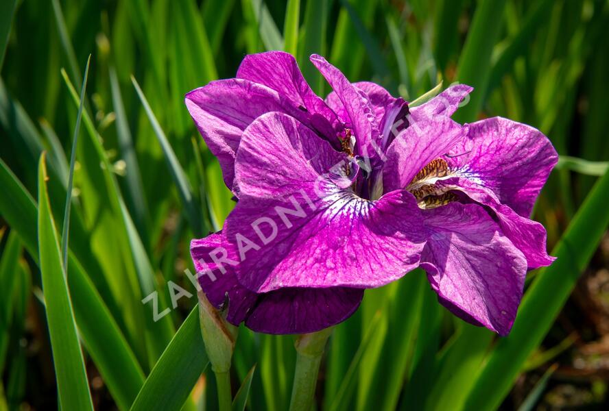 Kosatec sibiřský 'Ruffled Plus' - Iris sibirica 'Ruffled Plus'