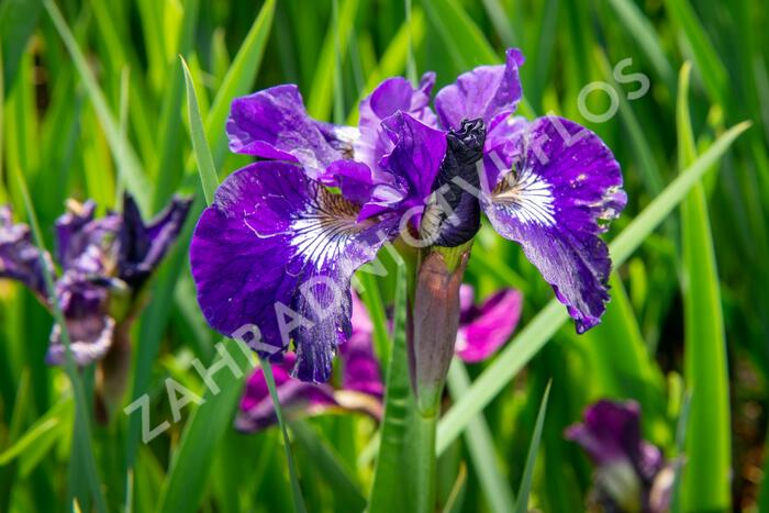 Kosatec sibiřský 'Roaring Jelly' - Iris sibirica 'Roaring Jelly'