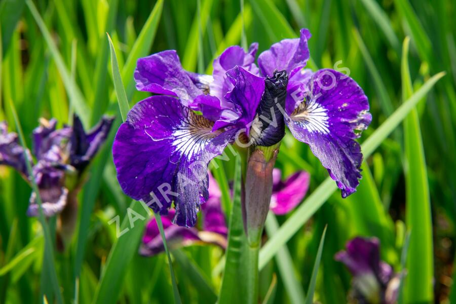 Kosatec sibiřský 'Roaring Jelly' - Iris sibirica 'Roaring Jelly'