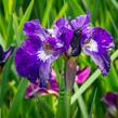 Kosatec sibiřský 'Roaring Jelly' - Iris sibirica 'Roaring Jelly'