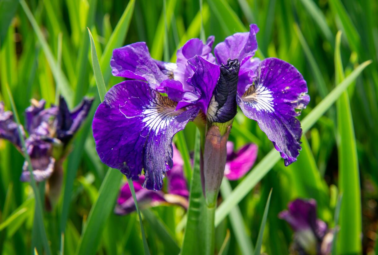 Kosatec sibiřský 'Roaring Jelly' - Iris sibirica 'Roaring Jelly'