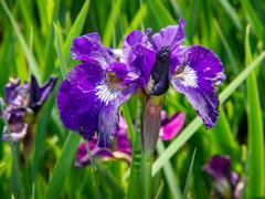 Kosatec sibiřský 'Roaring Jelly' - Iris sibirica 'Roaring Jelly'