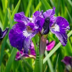 Kosatec sibiřský 'Roaring Jelly' - Iris sibirica 'Roaring Jelly'