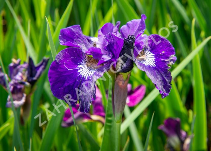Kosatec sibiřský 'Roaring Jelly' - Iris sibirica 'Roaring Jelly'