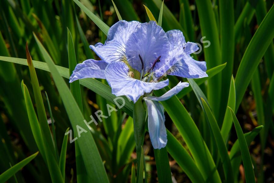 Kosatec sibiřský 'Dear Delight' - Iris sibirica 'Dear Delight'