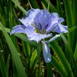 Kosatec sibiřský 'Dear Delight' - Iris sibirica 'Dear Delight'