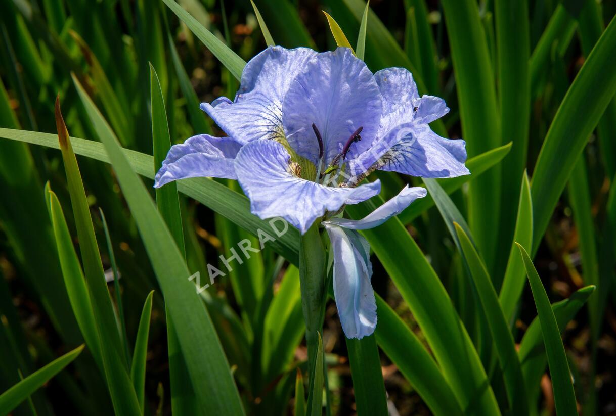 Kosatec sibiřský 'Dear Delight' - Iris sibirica 'Dear Delight'