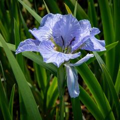 Kosatec sibiřský 'Dear Delight' - Iris sibirica 'Dear Delight'