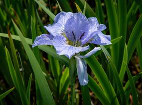 Kosatec sibiřský 'Dear Delight' - Iris sibirica 'Dear Delight'