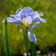 Kosatec sibiřský 'Dear Delight' - Iris sibirica 'Dear Delight'