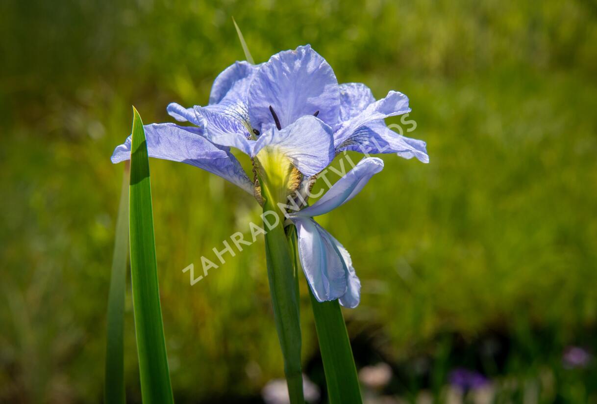 Kosatec sibiřský 'Dear Delight' - Iris sibirica 'Dear Delight'