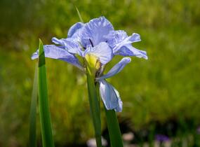 Kosatec sibiřský 'Dear Delight' - Iris sibirica 'Dear Delight'