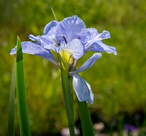 Kosatec sibiřský 'Dear Delight' - Iris sibirica 'Dear Delight'