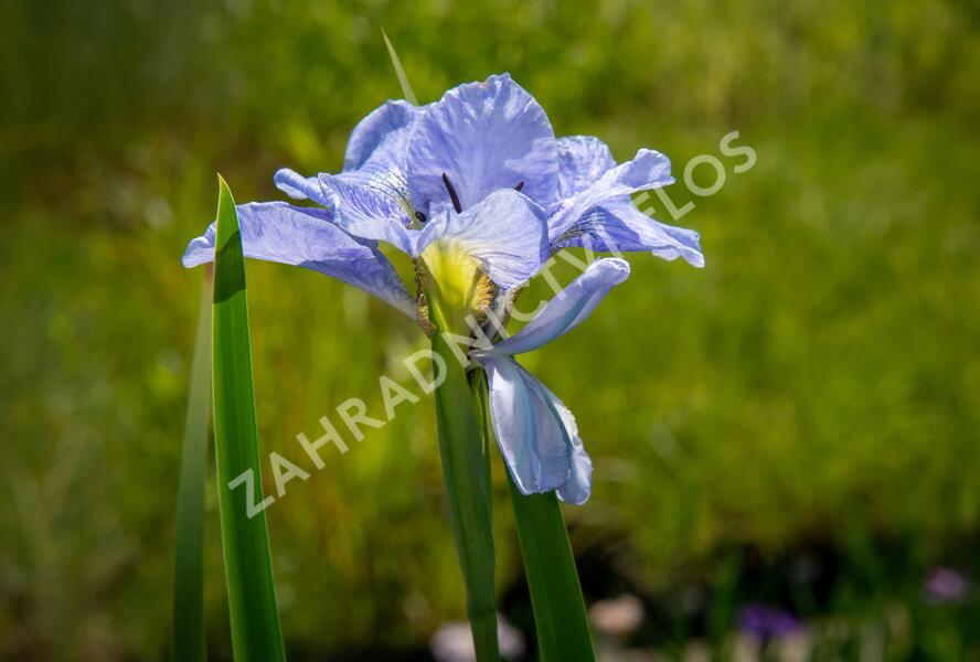 Kosatec sibiřský 'Dear Delight' - Iris sibirica 'Dear Delight'
