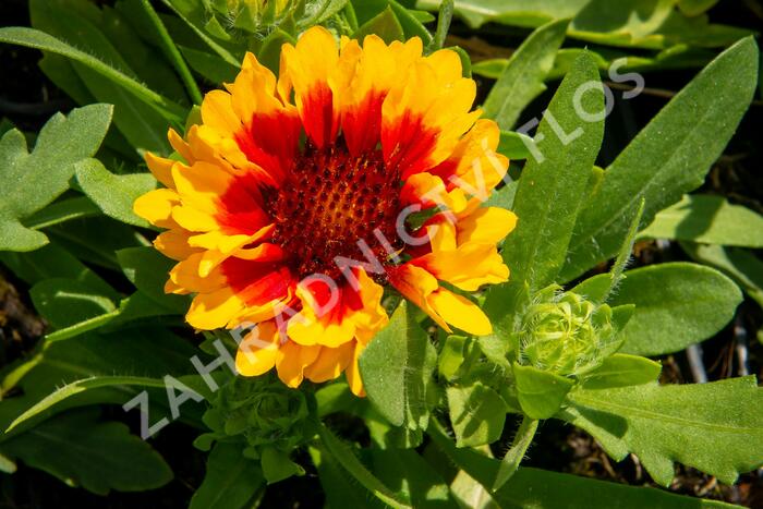 Kokarda osinatá 'Spin Top Red Starburst' - Gaillardia aristata 'Spin Top Red Starburst'