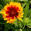 Kokarda osinatá 'Spin Top Red Starburst' - Gaillardia aristata 'Spin Top Red Starburst'