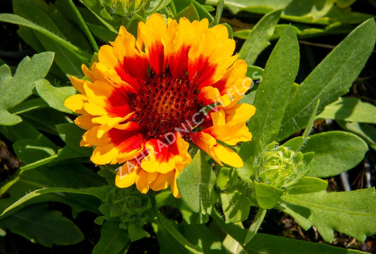 Kokarda osinatá 'Spin Top Red Starburst' - Gaillardia aristata 'Spin Top Red Starburst'