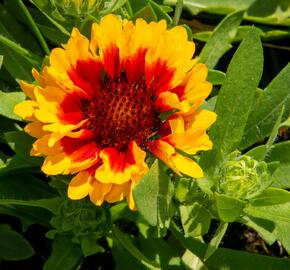 Kokarda osinatá 'Spin Top Red Starburst' - Gaillardia aristata 'Spin Top Red Starburst'