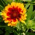 gaillardia-aristata-spin-top-red-starburst.jpg