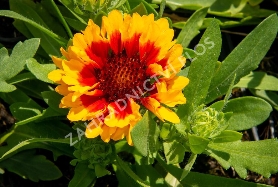 Kokarda osinatá 'Spin Top Red Starburst' - Gaillardia aristata 'Spin Top Red Starburst'